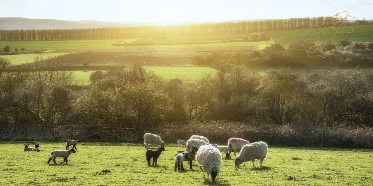 Look Ahead to Spring Menus: Celebrate with Fresh, Locally Sourced Cotswold Lamb